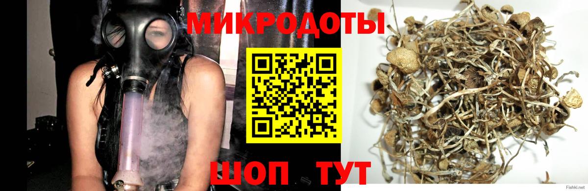 Советск  Псилоцибиновые грибы Psilocybine cubensis  Вход с VPN 